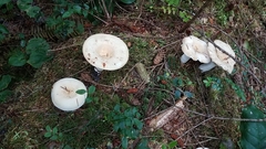 Russula crassotunicata