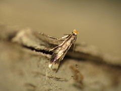Stigmella floslactella