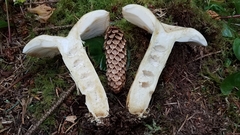 Russula crassotunicata