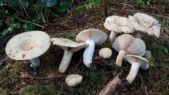 Russula crassotunicata