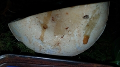 Russula crassotunicata