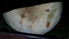 Russula crassotunicata