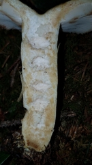 Russula crassotunicata