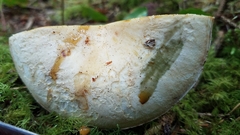Russula crassotunicata
