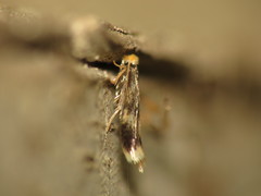 Stigmella floslactella