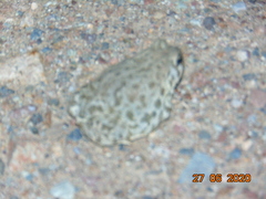 Anaxyrus compactilis