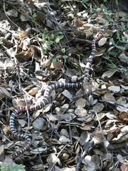 Lampropeltis multifasciata