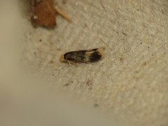 Stigmella floslactella