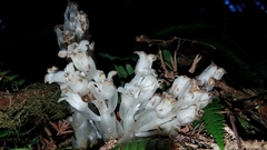 Pityopus californicus