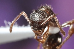 Myrmica detritinodis