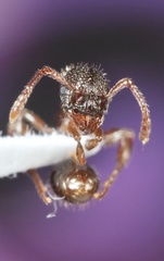 Myrmica detritinodis