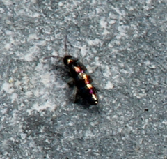 Lepidocyrtus fimicolus