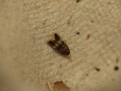 Stigmella floslactella