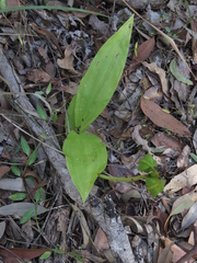 Eulophia cernua