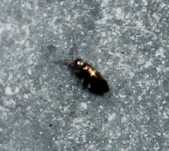Lepidocyrtus fimicolus