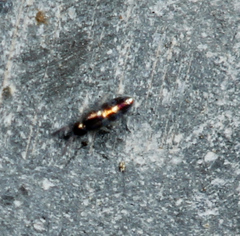 Lepidocyrtus fimicolus