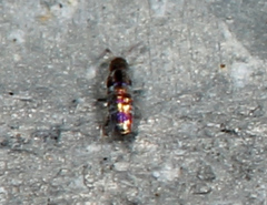 Lepidocyrtus fimicolus