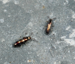 Lepidocyrtus fimicolus