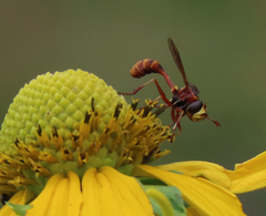 Physocephala marginata