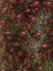 Psocodea