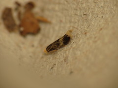 Stigmella floslactella