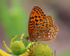 Speyeria hesperis ratonensis