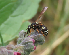 Pseudepipona herrichii