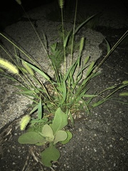 Setaria viridis viridis
