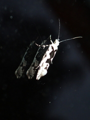 Ypsolopha sequella