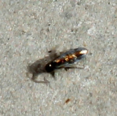 Lepidocyrtus fimicolus