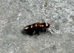 Lepidocyrtus fimicolus