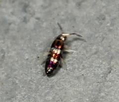 Lepidocyrtus fimicolus