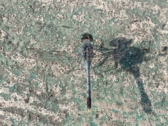 Diplacodes trivialis