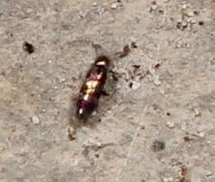 Lepidocyrtus fimicolus