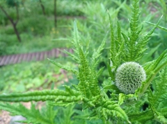 Echinops sphaerocephalus