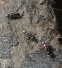 Lepidocyrtus fimicolus