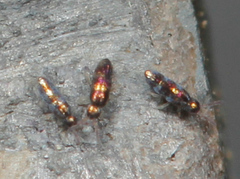 Lepidocyrtus fimicolus