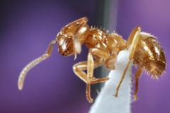 Lasius aphidicola