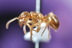 Lasius aphidicola