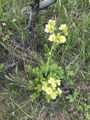 Drymocallis convallaria