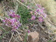 Trifolium attenuatum