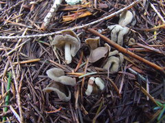 Helvella compressa