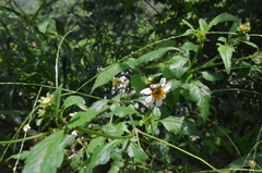 Augochloropsis ignita