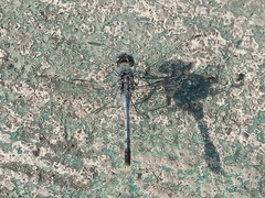 Diplacodes trivialis