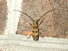 Goes variegatus