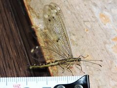 Paraglenurus japonicus