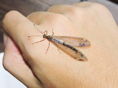 Paraglenurus japonicus