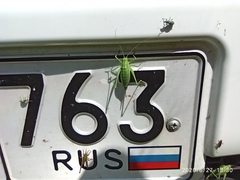 Poecilimon intermedius