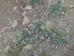 Trifolium attenuatum