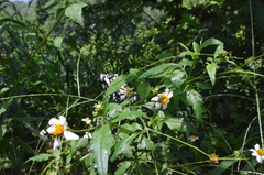 Augochloropsis ignita